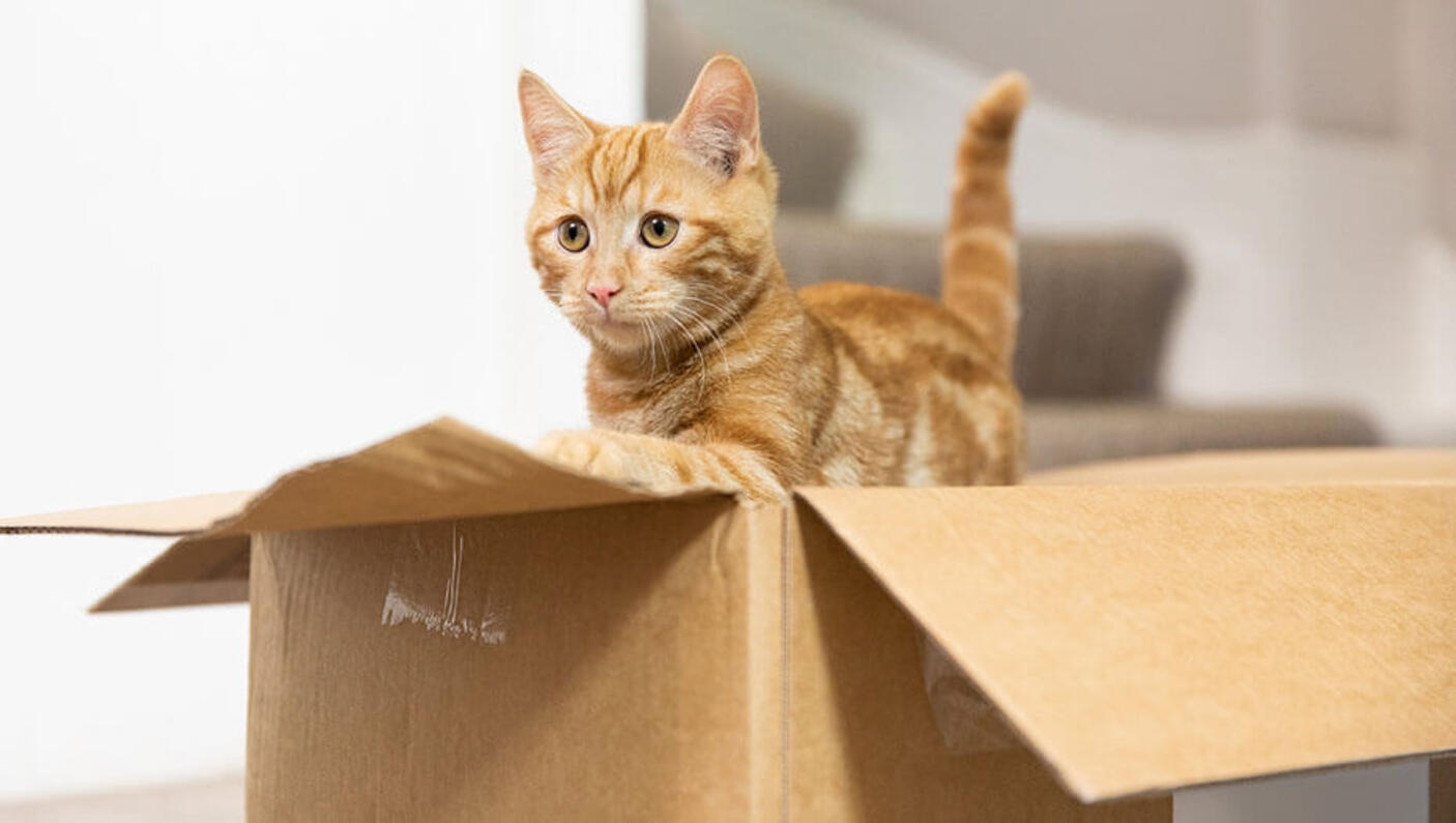 Top 5 leuke spelletjes voor katten