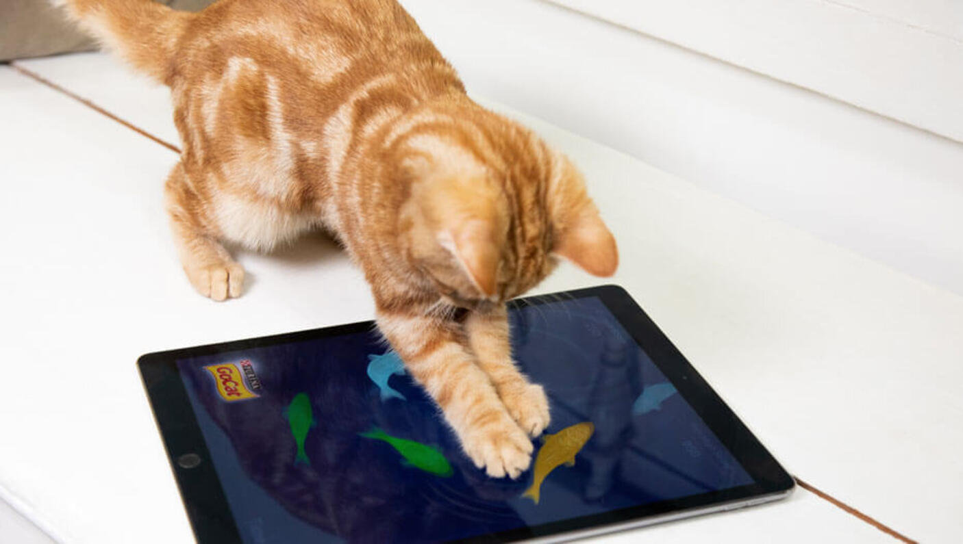 Top 5 leuke spelletjes voor katten