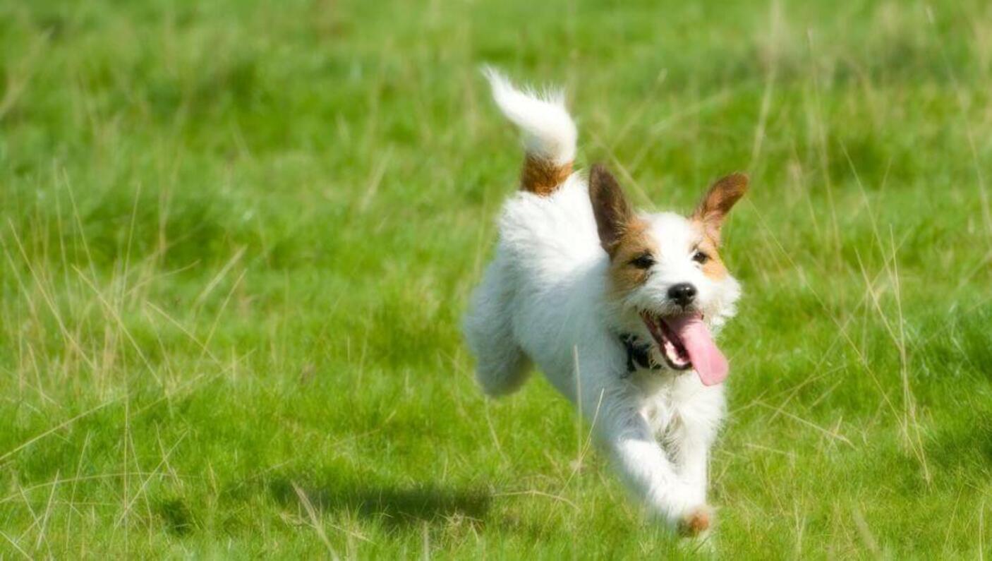 Parson Russell Terrier rennend in het gras
