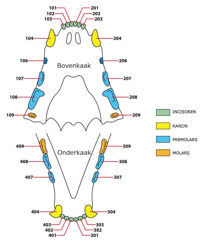 Schema van de bek van een kat