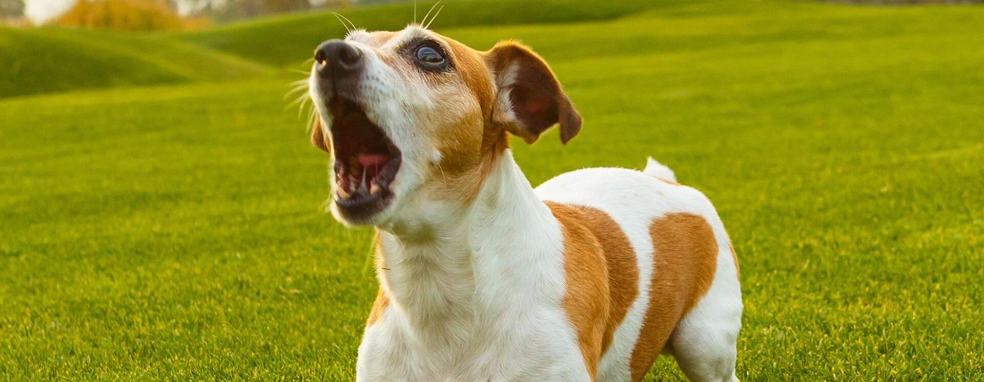 jack russel blaft in veld