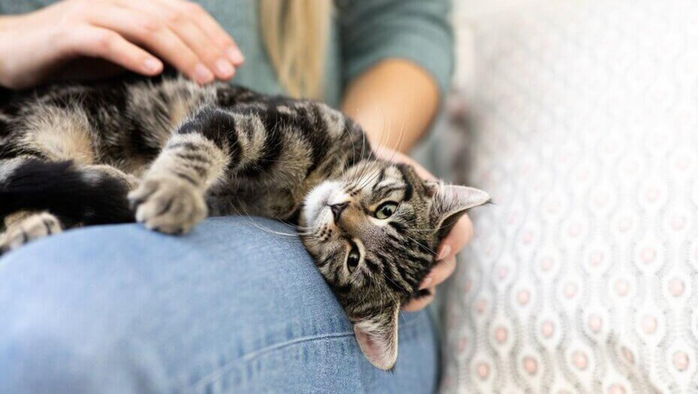 Donkerharige kat ontspant op schoot bij de eigenaar