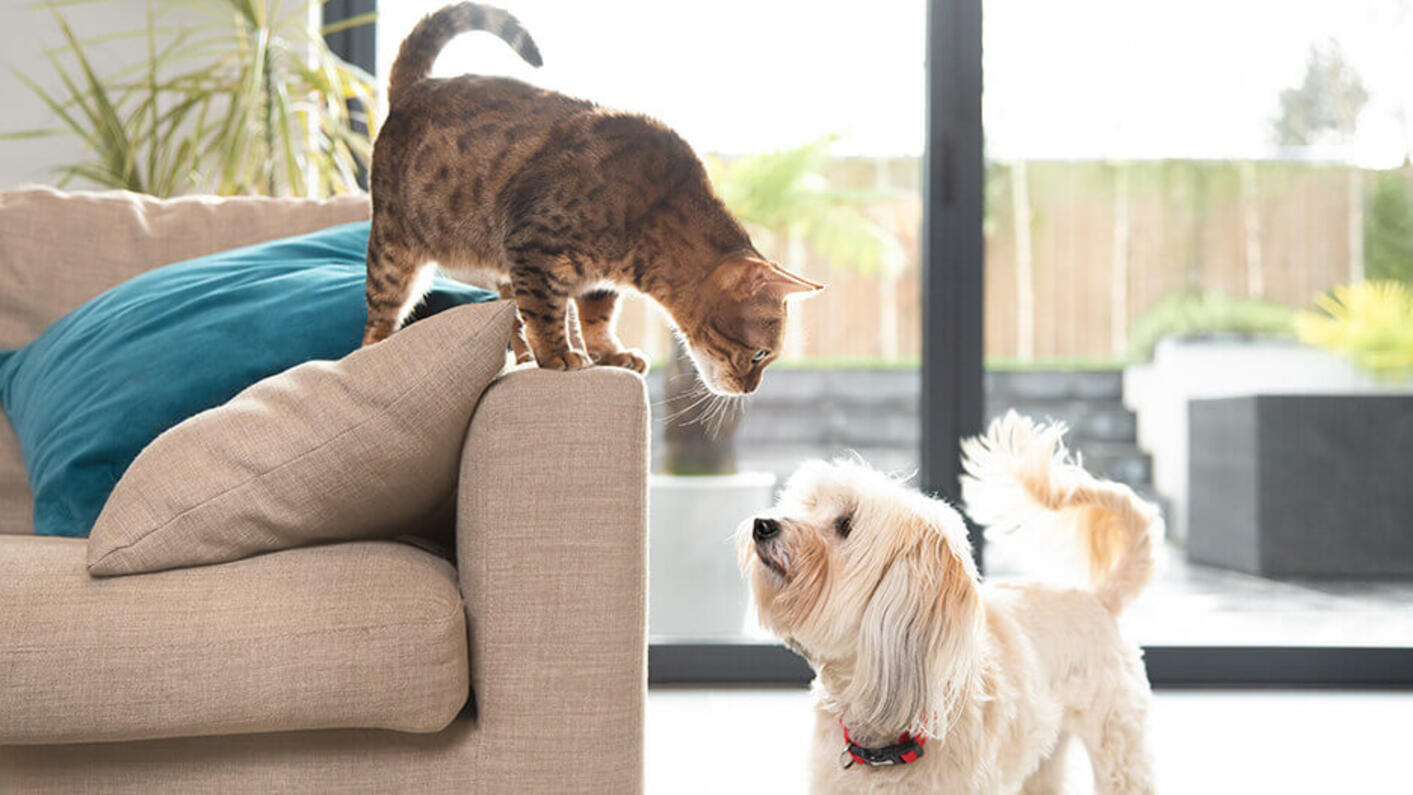 Bruine kat kijkt naar witte pluizige hond.