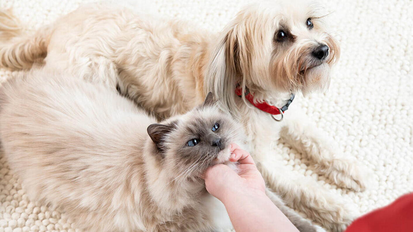 Witte kat en pluizige hond kijken naar hun baasje.