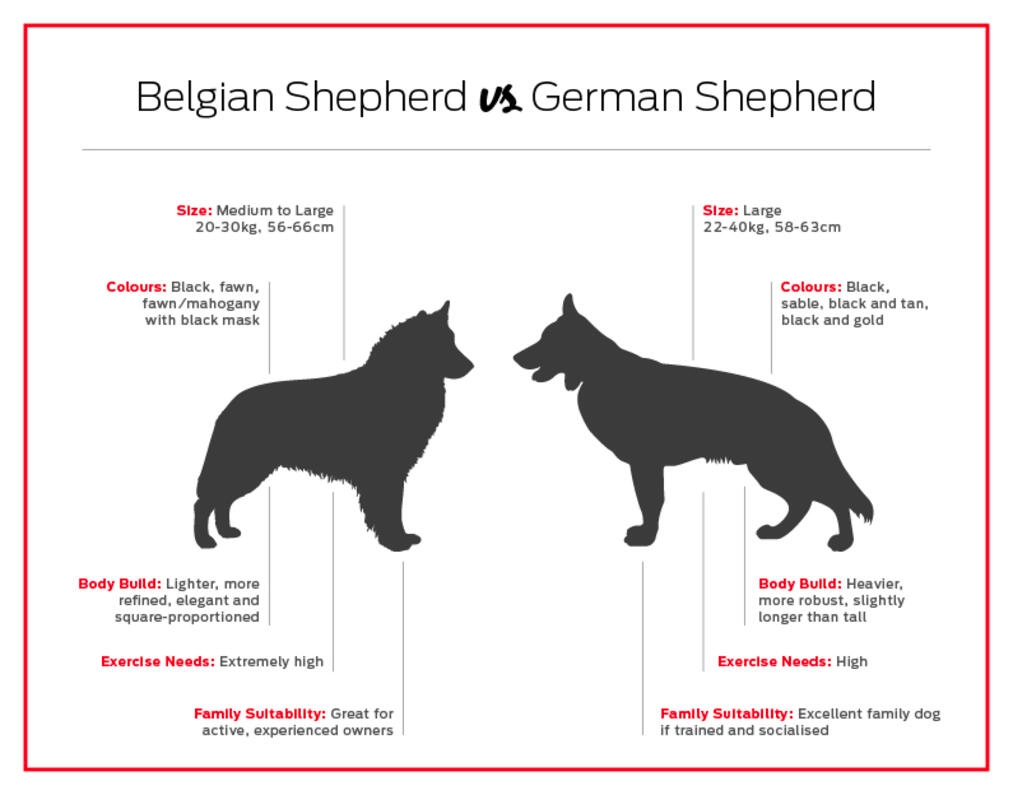German vs Belgian Shepherd