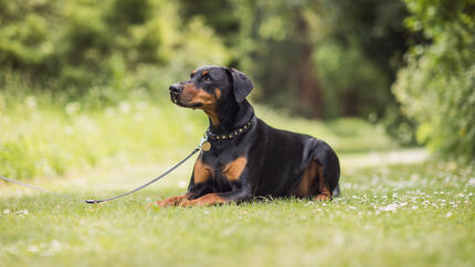 aangelijnde dobermann in lig