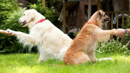 Chiens se serrant la main