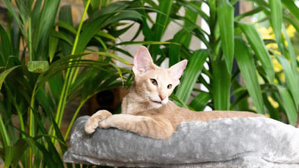 chat à côté de plantes d’intérieur