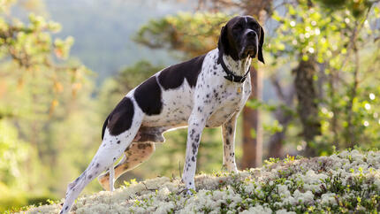 Chien de chasse pointant et reniflant l'air