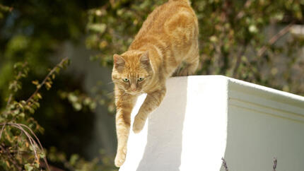 Gemberkat die van poort buiten springt