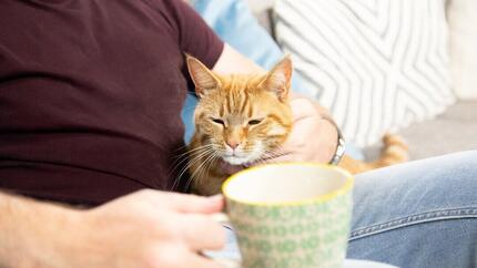 Chat roux sur les genoux du propriétaire.