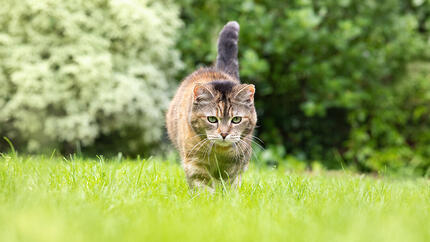 Chat assis dans l'herbe