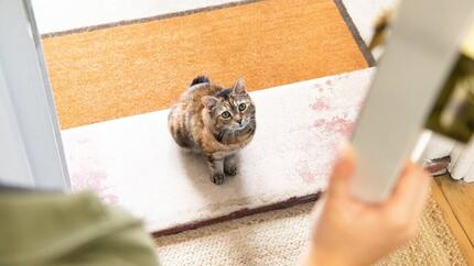 Chat brun foncé assis sur le pas de la porte