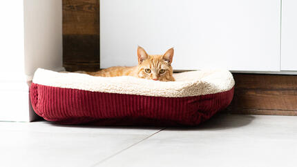 Kat ligt in bed