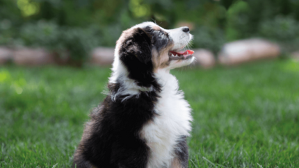 zittende puppy kijkt omhoog