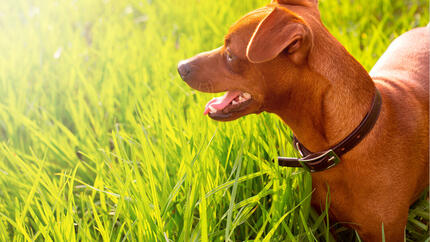 petit chien debout dans l'herbe