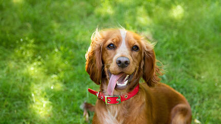 chien avec collier rouge assis dans l’herbe