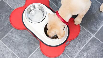 Hond eten uit kommen