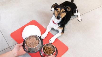 Puppy krijgt voer in kommen