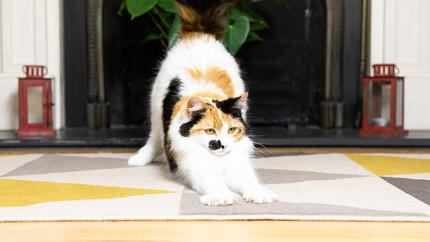 Chat griffant un tapis
