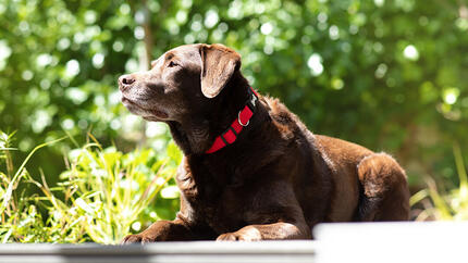 Chien brun couché au soleil