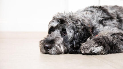 Chien gris triste allongé sur le sol