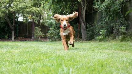 Puppy loopt door de tuin