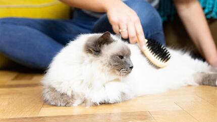 chat blanc brossé