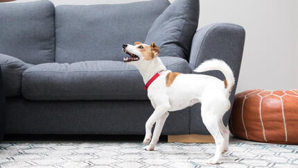 Kleine hond blaft thuis