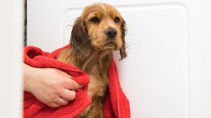 Chiot mouillé séché avec une serviette rouge