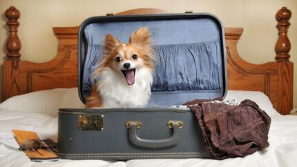 chien assis dans une valise
