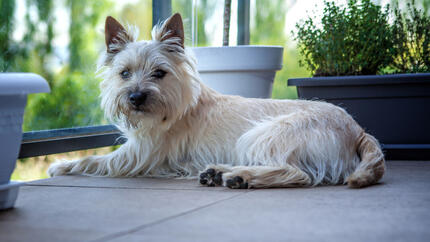 chien repos tête rocher