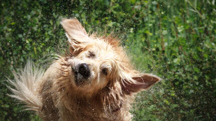 Chien qui se secoue pour enlever l'eau