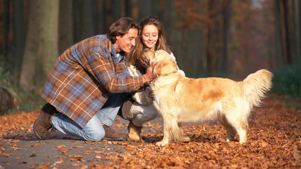 Golden Retriever in einem herbstlichen Wald, gestreichelt von den Besitzern.