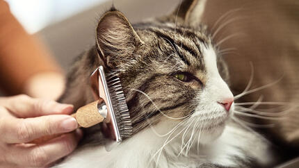 Toilettage d'un chat à poil long