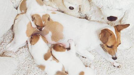 Chienne enceinte avec des chiots