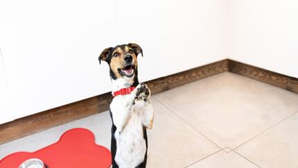 Petit chien debout sur les pattes arrière avec les pattes vers le haut