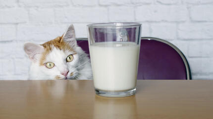 chat regardant du lait