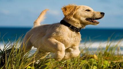 Je hond in goede gezondheid houden