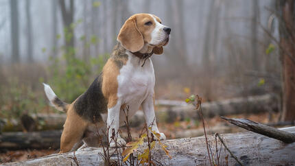 De voeding van je hond veranderen