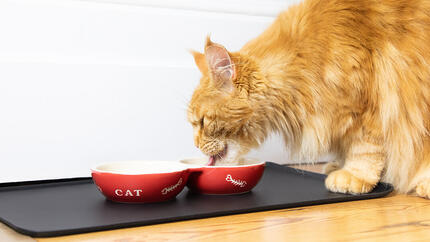 Chat mangeant dans un bol rouge