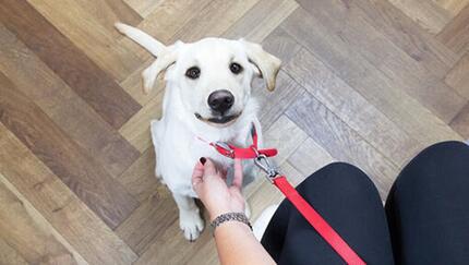 blonde labradorpup binnen met rode lijn en halsband