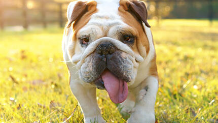 Un chien haletant marchant dans un champ