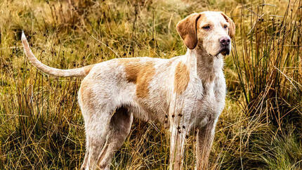 Un chien dans les bois regardant l'horizon