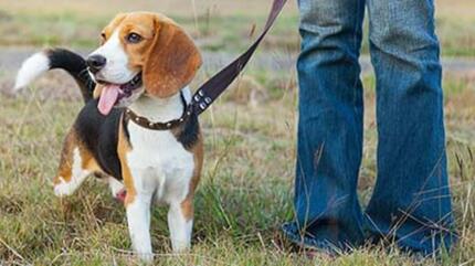 Un chien en laisse marchant dans le champ