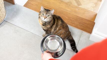 un chat avec un bol vide levant les yeux