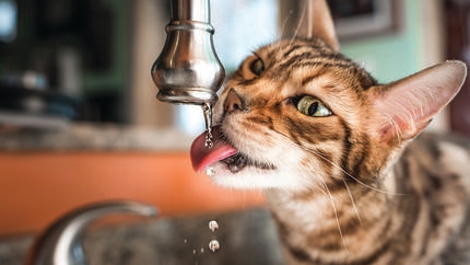 L’hydratation chez le chat : l'importance de l'eau