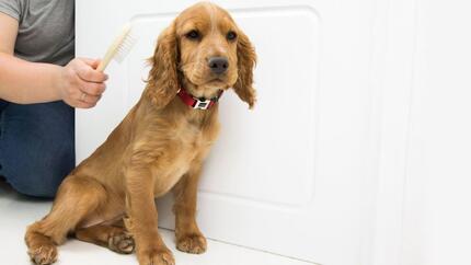 Chiot assis avec femme et brosse