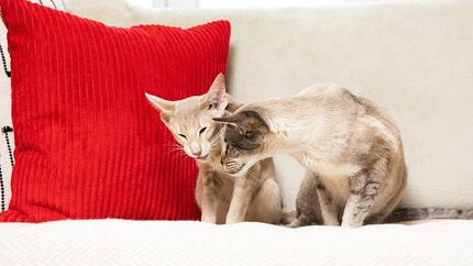 Deux chats assis sur un canapé avec un coussin rouge