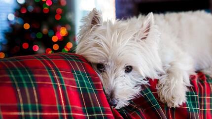 chien en sécurité à Noel 